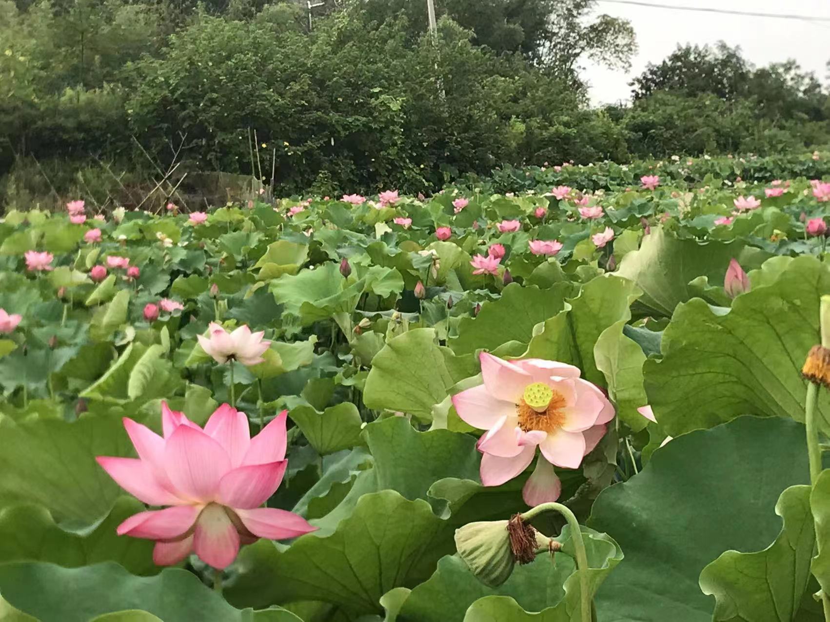 亚马逊越南电商出口趋势报告显示越南跨境零售额年均增长约20%以上